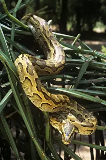 African Rock Python Drucke: African Rock Python - on vegetation - Kenya Africa