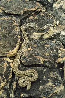 African Wildlife Photography Prints Drucke: African Rock Python Zimbabwe, Africa