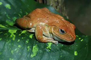 Amphibien Drucke: Afrikanischer Riesensalamander