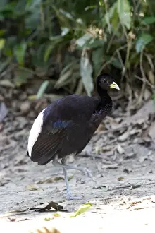 Rare Bird Species Photography Drucke: agami a ailes blanches
