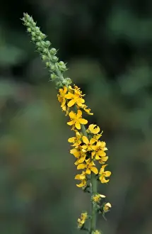 Johan De Meester Art Prints Drucke: Agrimony
