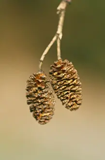 Close Up Plant Photos Drucke: Alder Cones - April
