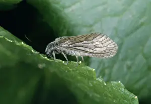 Personal Display Artwork Drucke: Alder Fly