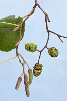 Alder Tree Drucke: Alder Tree - leaf & catkins