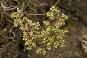 Bob Gibbons Photography Drucke: All-seed