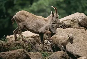 M Watson Photographer Work Drucke: Alpine Ibex with Kid