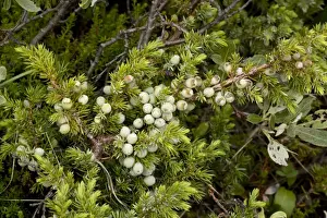 European Mountain Plants Drucke: Alpine version of common juniper (Juniperus communis ssp. alpina), with berries. Norway