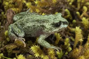 Amphibian Species Drucke: Altiphrynoides malcolmi
