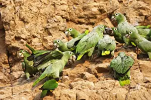 Tambopata Nature Reserve Peru Drucke: amazone poudree