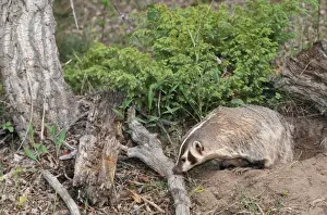 M Watson Photographer Drucke: American Badger