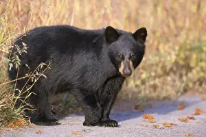 Amerikanischer Schwarzbär Drucke: Amerikanischer Schwarzbär