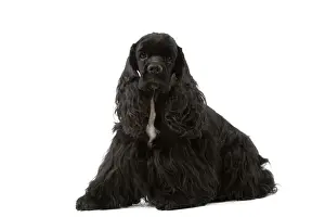 Drucke von LA-3306 amerikanischer Cockerspaniell - schwarz Jean Michel Labat Beachten Sie, dass Drucke nur für persönliche Anzeigezwecke gedacht sind und nicht reproduziert werden dürfen Spaniel Cocker Drucke: Amerikanischer Cocker-Spanieler - schwarz