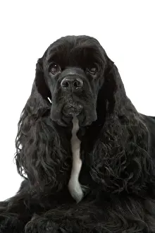 Drucke von LA-3308 amerikanischer Cockerspaniell - schwarz Jean Michel Labat Beachten Sie, dass Drucke nur für persönliche Anzeigezwecke gedacht sind und nicht reproduziert werden dürfen Spaniel Cocker Drucke: amerikanischer Kochspazierhund - schwarz