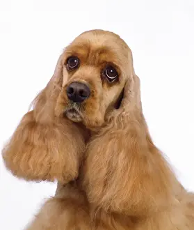 Jean Michel Labat Photos Drucke: American Cocker Spaniel Dog