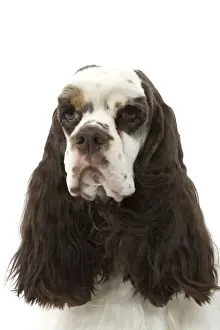 Pet Photography Art Prints Drucke: American Cocker Spaniel - head