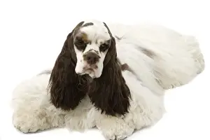 Personal Use Dog Prints Only Drucke: American Cocker Spaniel - lying down