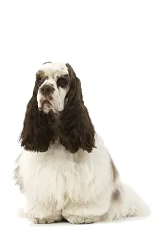 Dog Sitting Images Drucke: American Cocker Spaniel - sitting