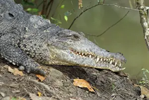 Central American Reptiles Drucke: American Crocodile Belize