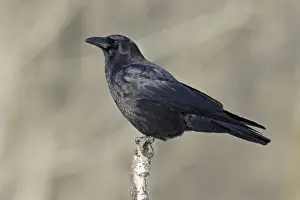 Personal Use Only Artwork Drucke: American Crow