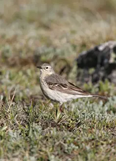 Jim Zipp Wildlife Photography Drucke: American Pipit