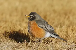Wildlife Art Prints For Sale Drucke: American Robin