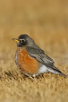 Amerikanische Sperlingsvogel
