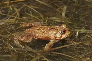 Jim Zipp Photography Prints Drucke: American Toad