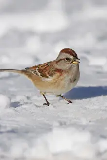 Jim Zipp Wildlife Photography Drucke: American Tree Sparrow