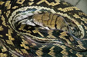 Australian Reptile Images Drucke: Amethyst / Amethystine / Scrub Python - close-up of head
