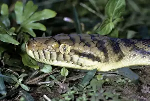 Gerahmter Druck : Ammonit / Amonitin / Skrub-Python - Näherung des Kopfes Gerahmter Druck : Ammonit / Amonitin / Skrub-Python - Näherung des Kopfes