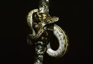 Gerahmter Druck : Ametyst / Ameisstein / Skrub-Python – umschlungen über einen Zweig – Australien Gerahmter Druck : Ametyst / Ameisstein / Skrub-Python – umschlungen über einen Zweig – Australien