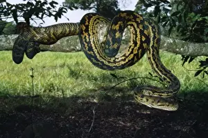 Drucke von HB-3157 Amethyst / Amethystine / Scrub Python - coiled round branch Julatten, Queensland, Australien Morelia amethistina Ptiloris Amethystpython Drucke: Ammonit/ammontinische/ Skorpionnagelpython - gewickelt um einen Zweig in Julatten