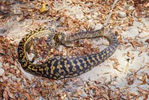 Amethist/ Amethystin/ Skrub-Python - nach dem Aufsaugen eines Wallabies