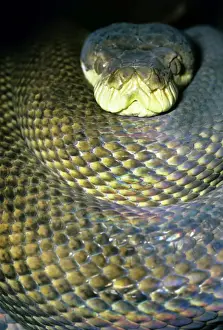 Reptile Wildlife Australia Drucke: Amethyst / Amethystine / Scrud Python - head in coils - Australia