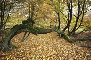 Ancient Beech Trees Drucke: Ancient Beech Tree - in autumn colour, Sababurg National Park, N. Hessen, Germany