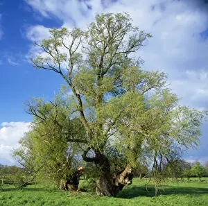 Willow Tree Drucke: Ancient Crack Willows