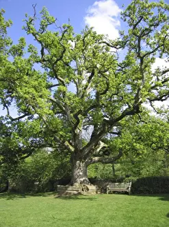 Ancient Oak Tree Drucke: Ancient Oak Tree - In garden
