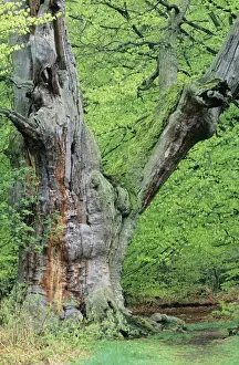 Quercus Robur Species Drucke: Ancient Oak Tree - in spring greenery