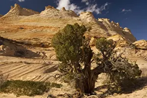 The Wave Arizona Drucke: Ancient Utah Juniper (Juniperus osteosperma)