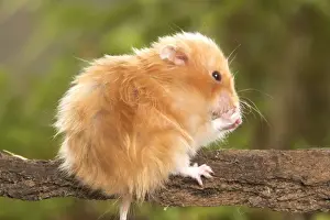 Small Pet Photography Drucke: Angora Hamster