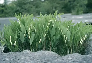 European Wildflowers Photography Drucke: Angular Soloman's Seal Limestone Pavement, Cumbria, UK