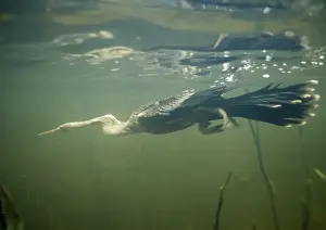 Darter Drucke: Anhangua - Tauchen unter Wasser für Fische. Roraima, Brasilien Südamerika