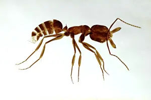 Insect Anatomy Drucke: Ant, made as a cleared and flattened microscope preparation