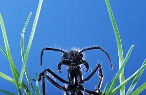 Animal Portraits Photography Drucke: Ant - head emerging from grass