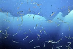 Marine Crustaceans Drucke: Antarctic Krill