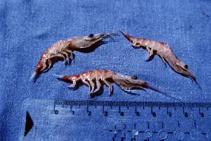 Marine Crustaceans Drucke: Antarctic Krill - scale in cm