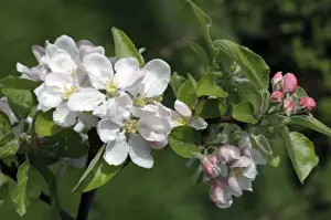 White Blossom Plant Drucke: Apple Blossom
