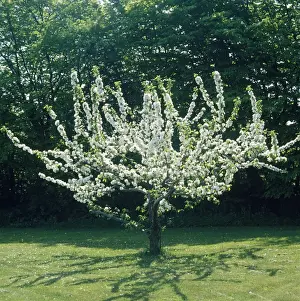 Blossoming Apple Tree Drucke: Apple Tree