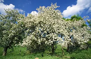 Springtime Plant Life Drucke: Apple Tree - in blossom