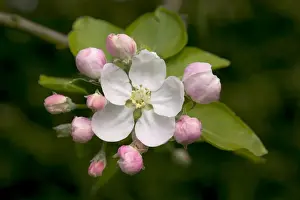 Plant Identification Guide Drucke: Apple Tree - flower and buds